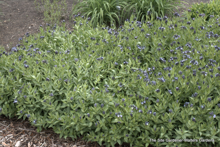 Amsonia x 'Blue Ice' — photo 1