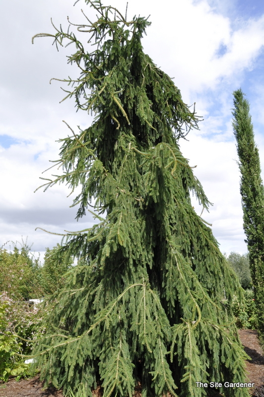 Picea Abies 'Aarburg