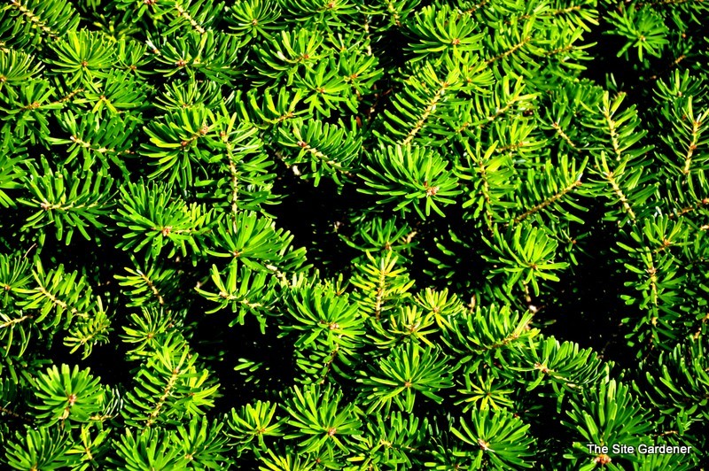 Abies Koreana 'Green Carpet' — photo 1