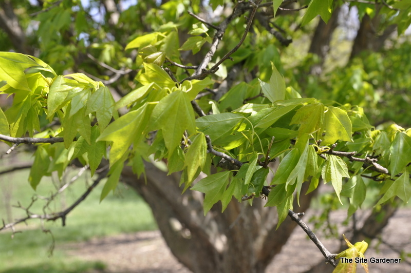 Acer Buergeranum — photo 1
