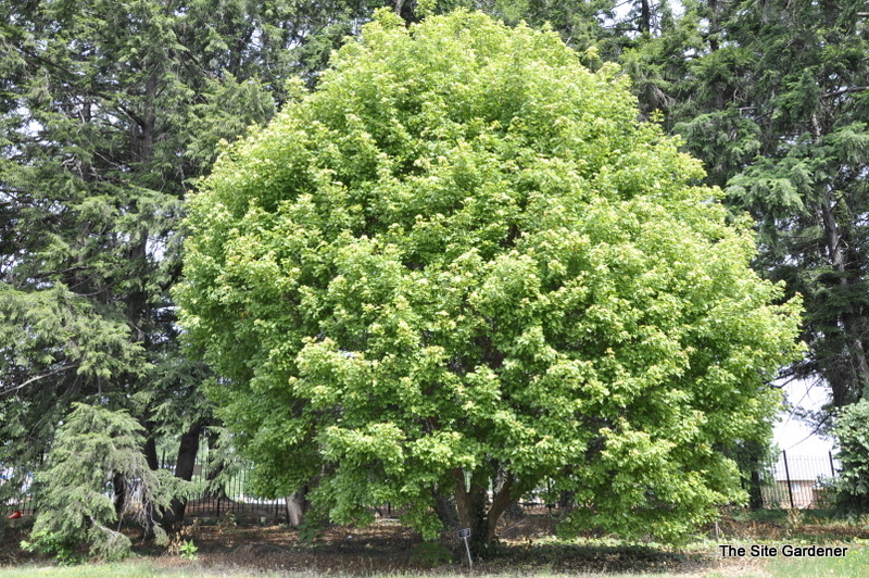 Acer Buergerianum 'Wako Nishiki'