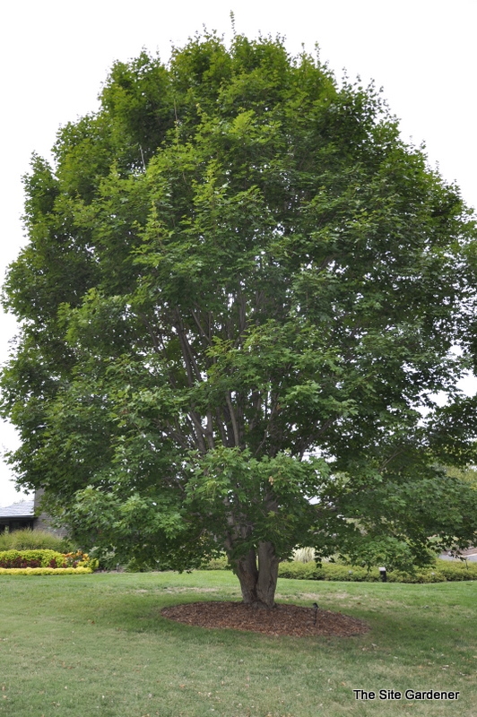 Acer Campestre 'Miyabei' — photo 1
