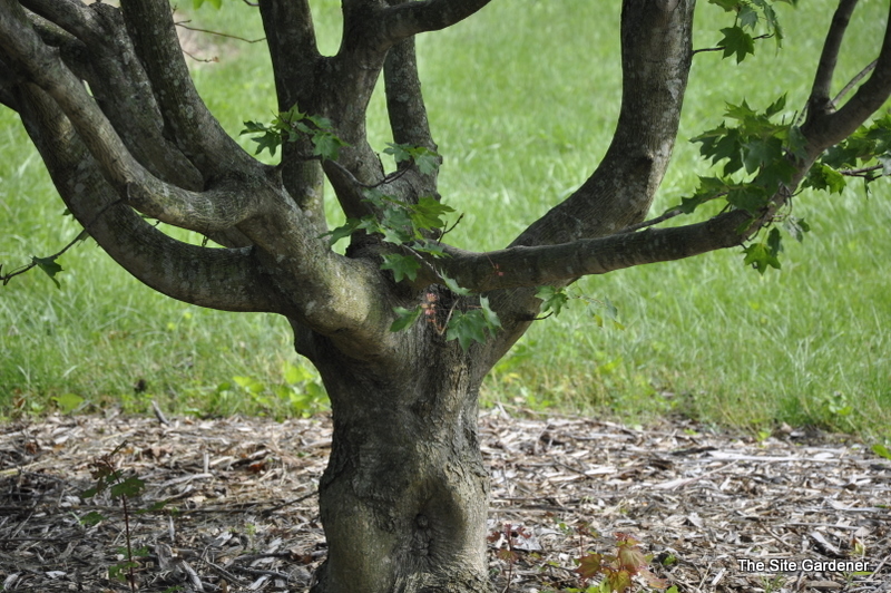 Acer Cappadocicum