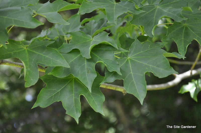 Acer Carpinifolium Areum