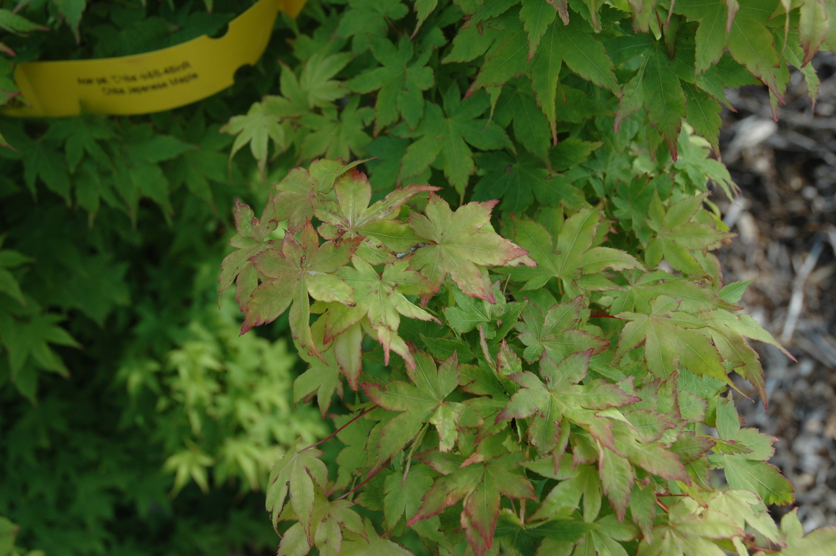 Acer Palmatum 'Chiba' — photo 1