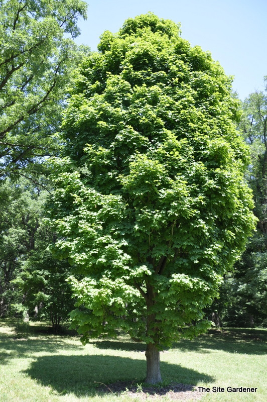 Acer Saccharum 'Coleman' — photo 1