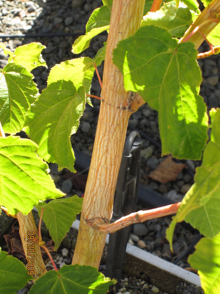 Acer Conspicuum 'Phoenix' — photo 1