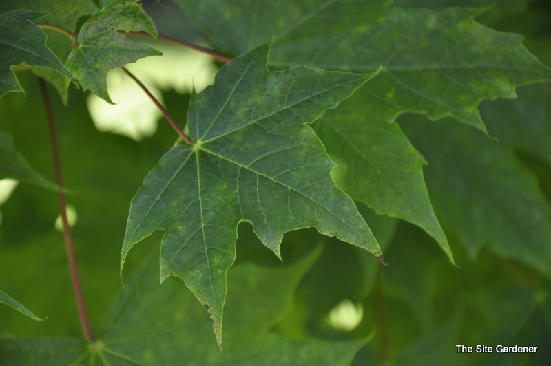 Acer Platanoides 'Conquest' — photo 1