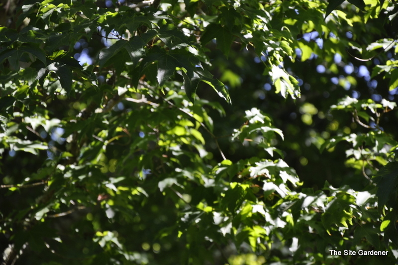 Acer Saccharum 'Davey' — photo 1