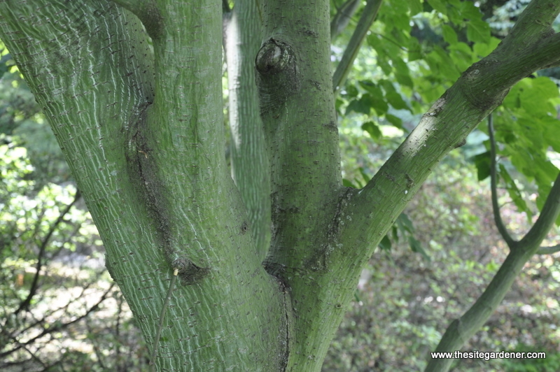 Acer Davidii Grosseri