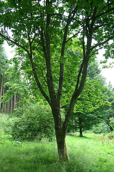 Acer Diabolicum