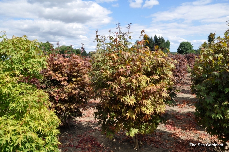 Acer Japonicum — photo 1