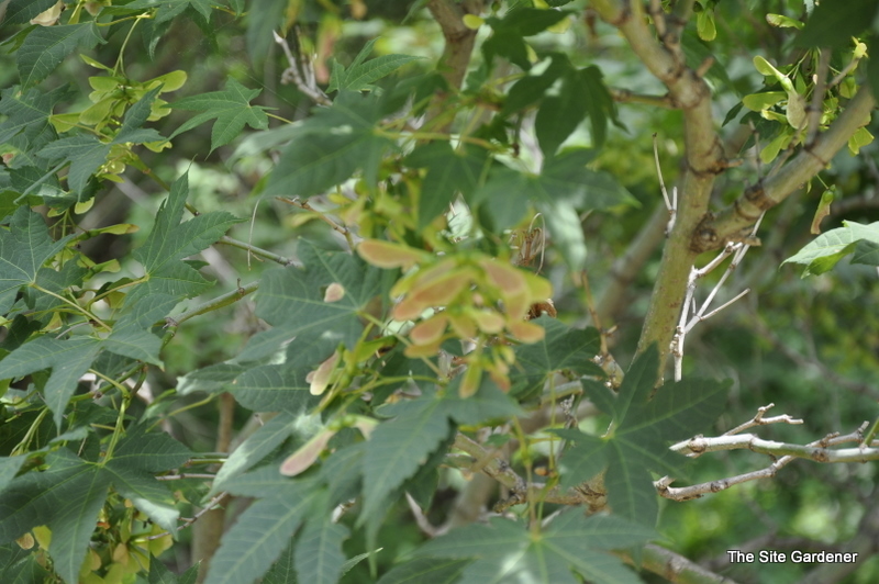 Acer Flabellatum — photo 1