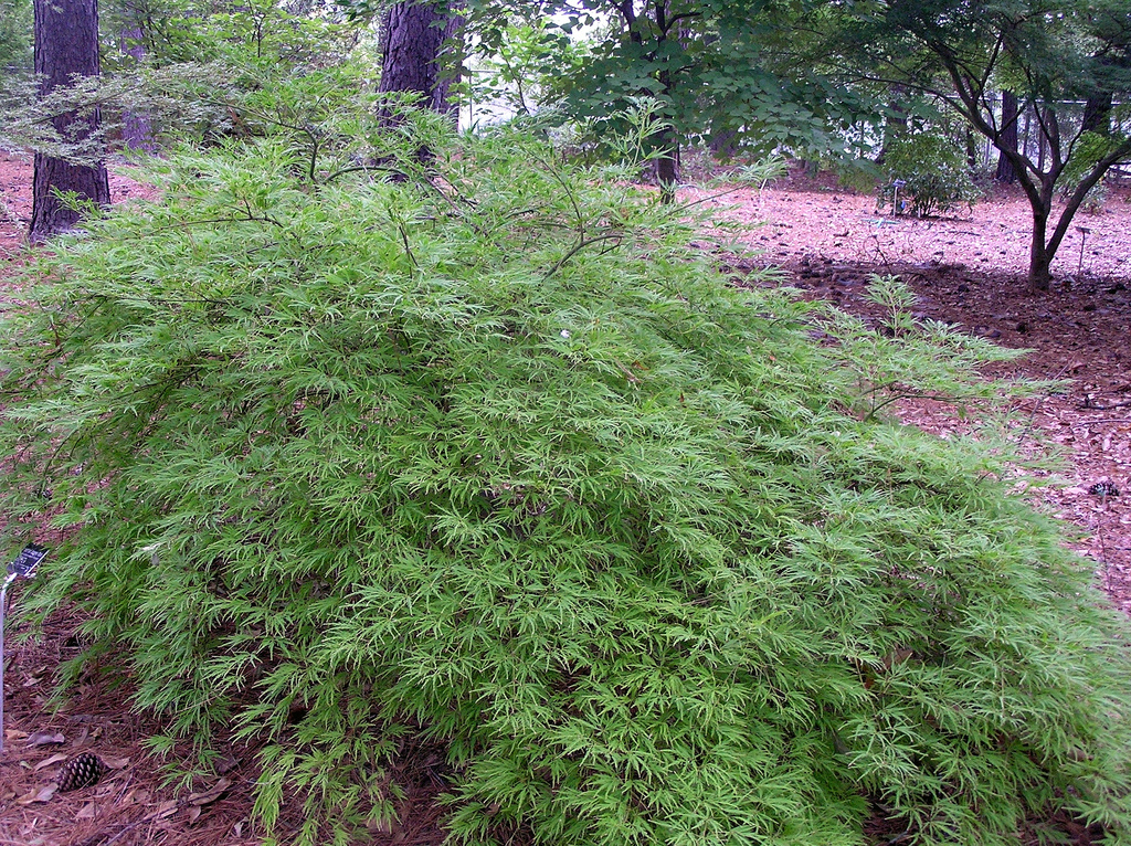 Acer Palmatum 'Flavescens' — photo 1