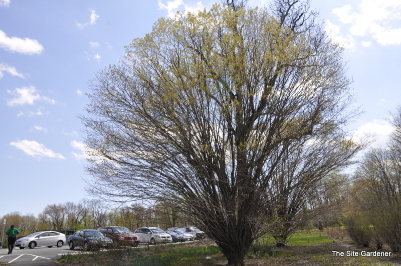 Acer Platanoides 'Globosum' — photo 1