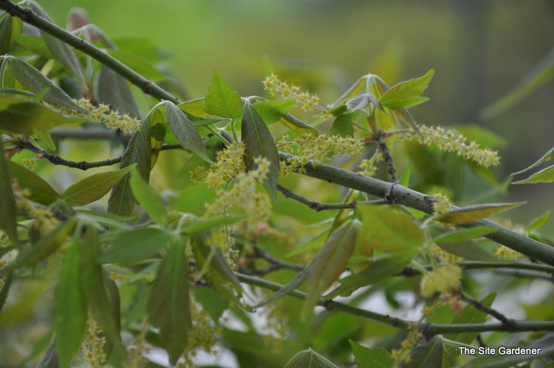 Acer Henryi — photo 1
