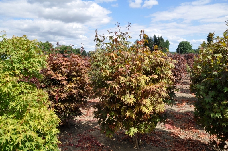 Acer Japonicum 'Aconitifolium' — photo 1