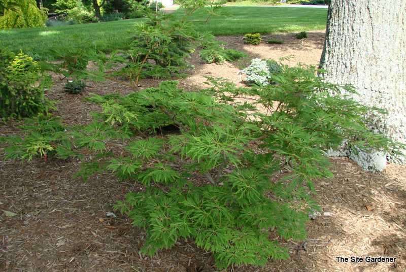 Acer Japonicum 'Oregon Fern'