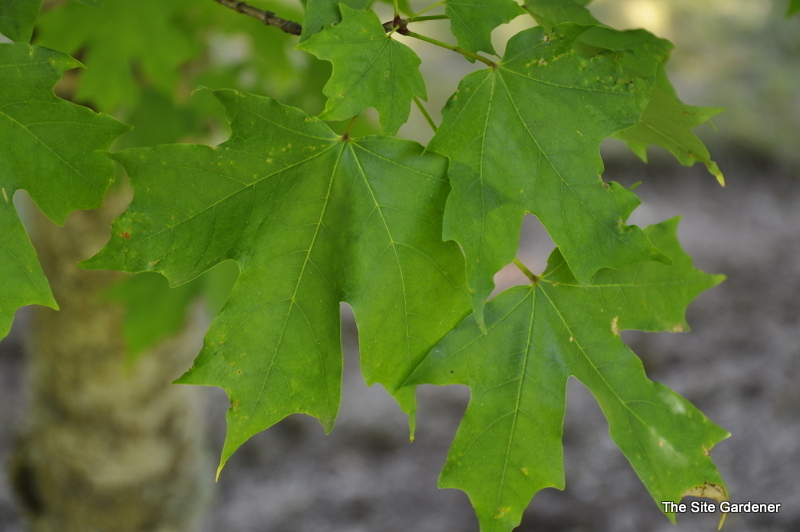 Acer Saccharum 'John Pair' — photo 1