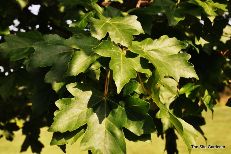 Acer Miyabei 'Morton' — photo 1
