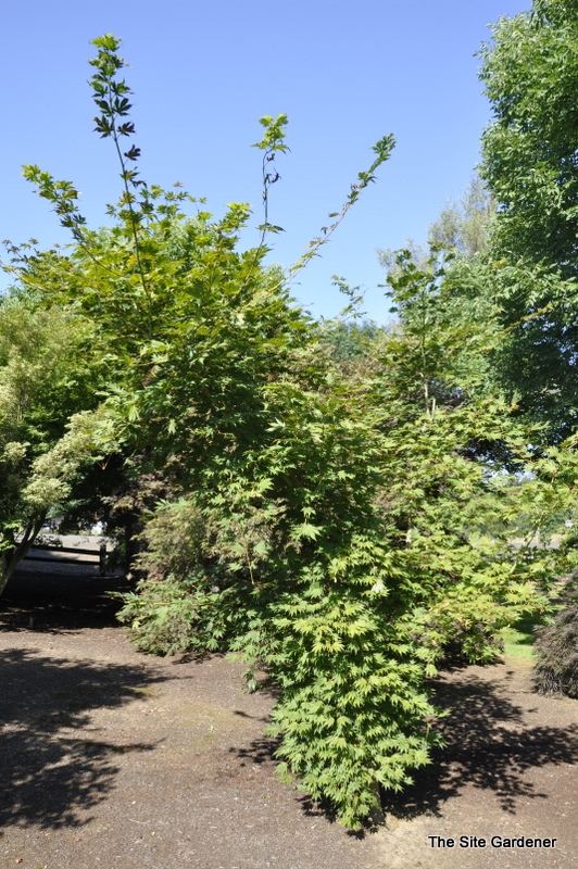 Acer pseudosieboldianum x palmatum 'Hasselkus' — photo 1