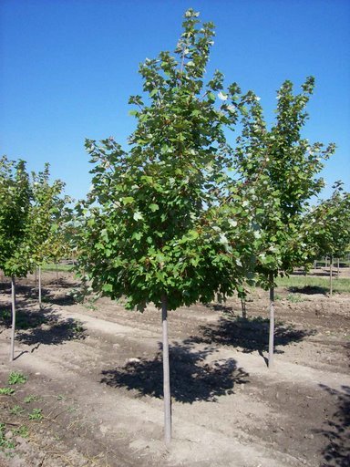 Acer Rubrum 'Somerset' — photo 1