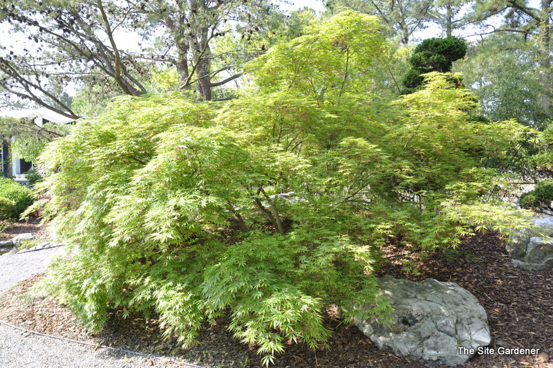 Acer Palmatum 'Amure Yama' — photo 1
