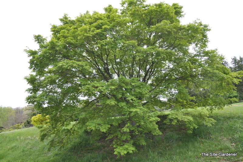 Acer Palmatum 'Aureo Variegatum' — photo 1