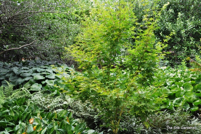 Acer Palmatum 'Bihou' — photo 1