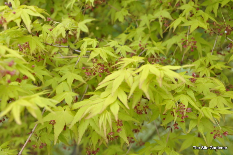 Acer Palmatum 'Calico' — photo 1