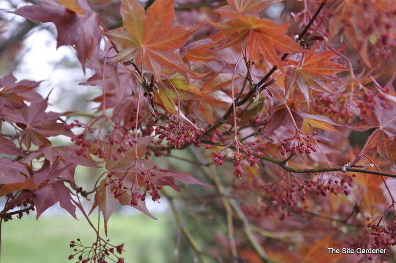 Acer Palmatum 'Chikushigata' — photo 1