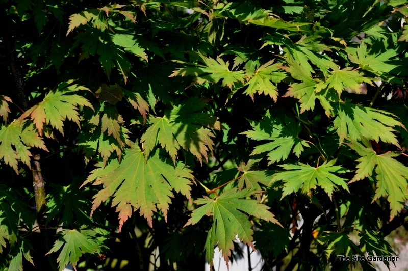Acer Palmatum 'Ed Wood' — photo 1
