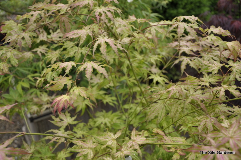 Acer Palmatum 'First Ghost' — photo 1