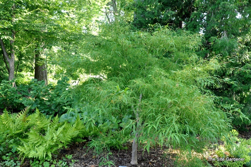 Acer Palmatum 'Koto No Ito' — photo 1
