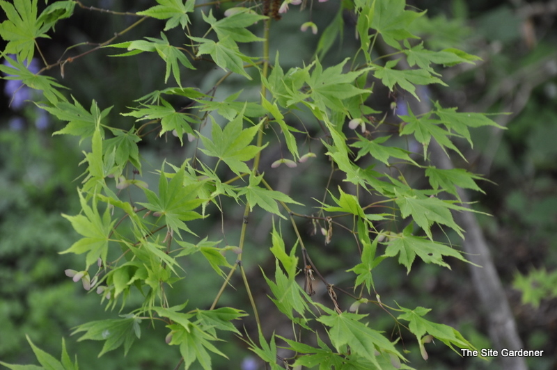 Acer Palmatum 'Matsuyoi' — photo 1