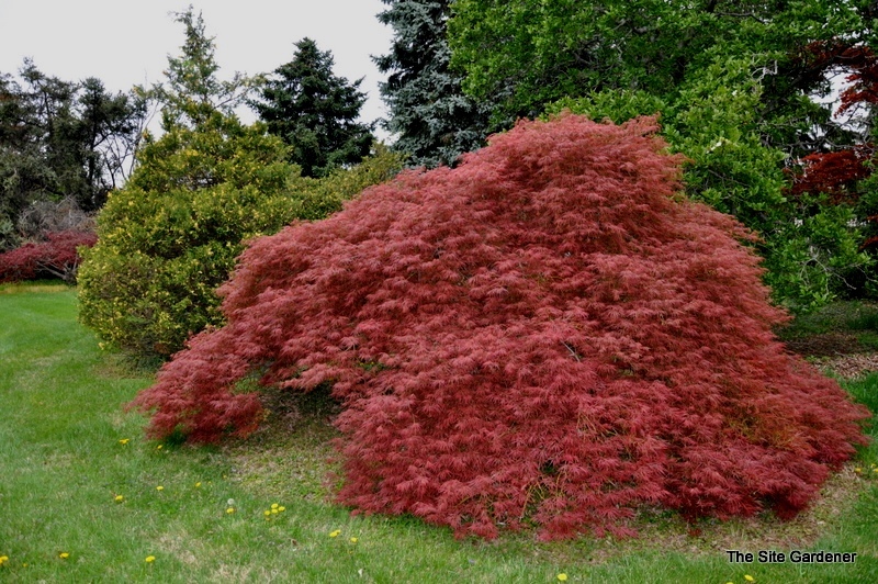 Acer Palmatum 'Mioun' — photo 1