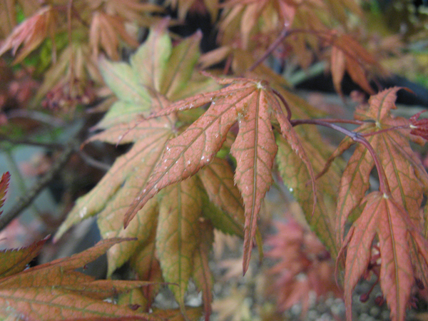 Acer Palmatum 'Azuma Murasaki'