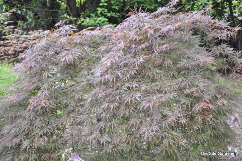 Acer Palmatum 'Octopus' — photo 1