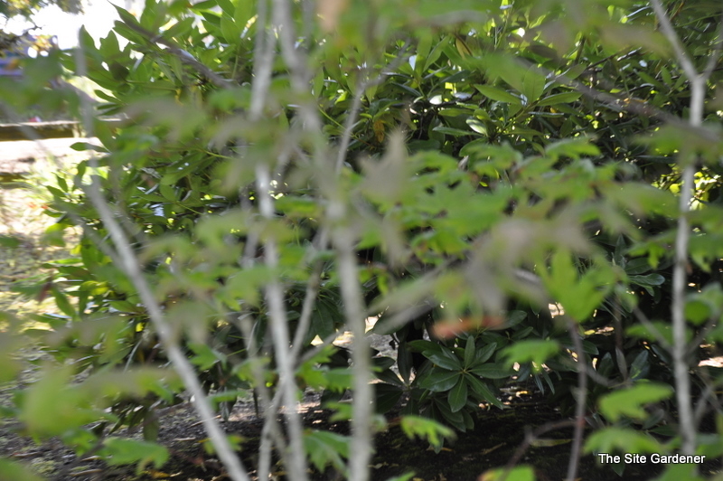 Acer circinatum 'Pacific Purple' — photo 1