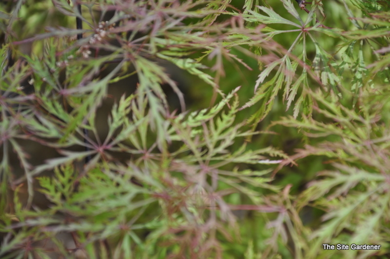Acer Palmatum 'Raraflora' — photo 1