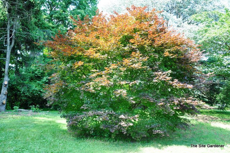 Acer Palmatum 'Red Baron' — photo 1