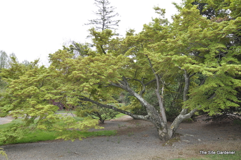 Acer Palmatum 'Tsukomo' — photo 1