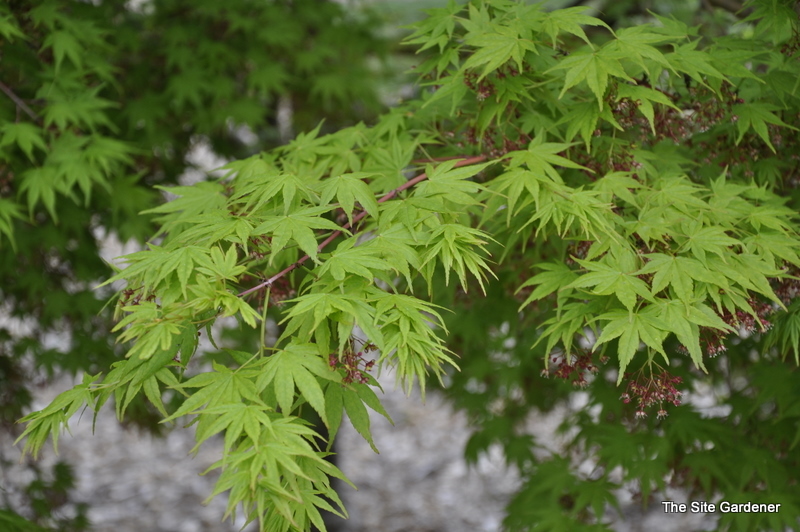 Acer Palmatum 'Winter Red' — photo 1