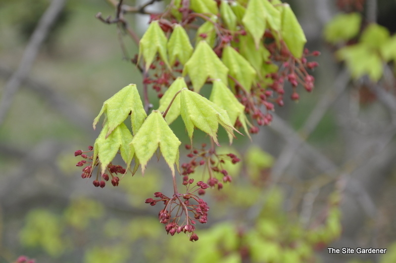 Acer Palmatum 'Mansugushi' — photo 1