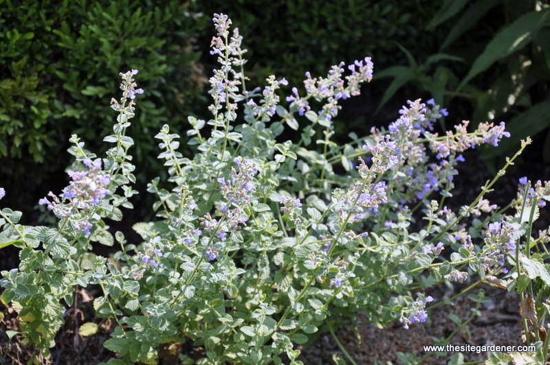 Aconitum Carmichaelii 'Arendsii' — photo 1