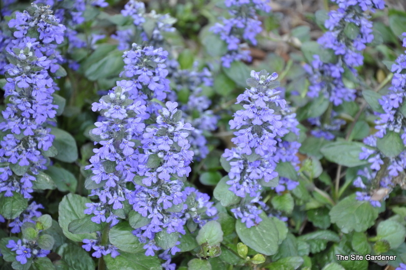Ajuga 'Catlin's Giant' — photo 1