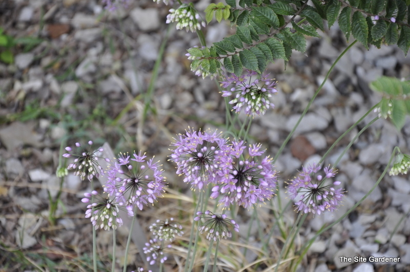 Allium Cernuum (Nodding Pink Onion) — photo 1