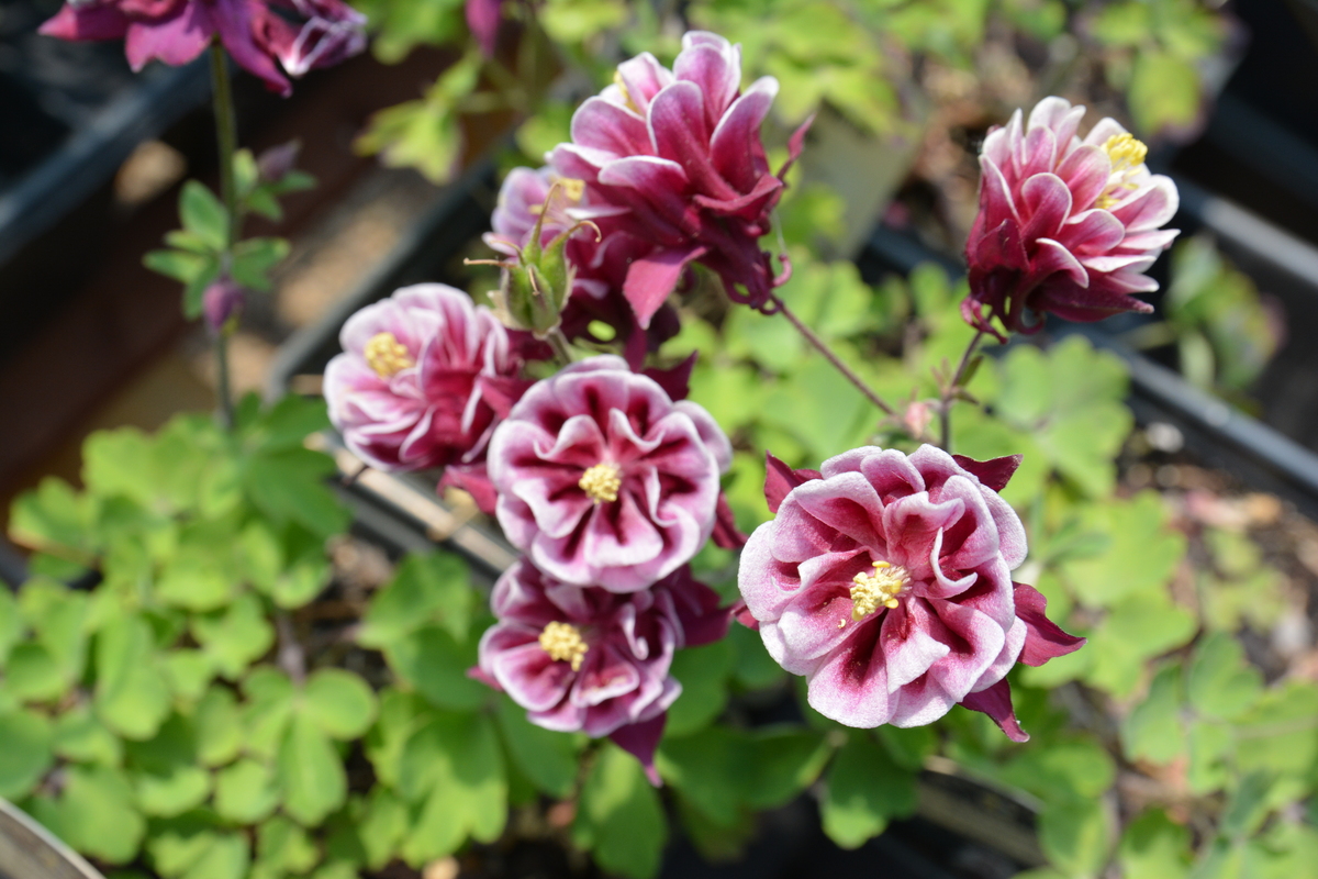 Aquilegia 'Winky Red And White' — photo 1
