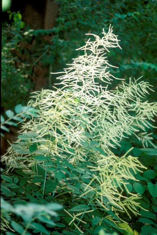 Aruncus Dioicus — photo 1