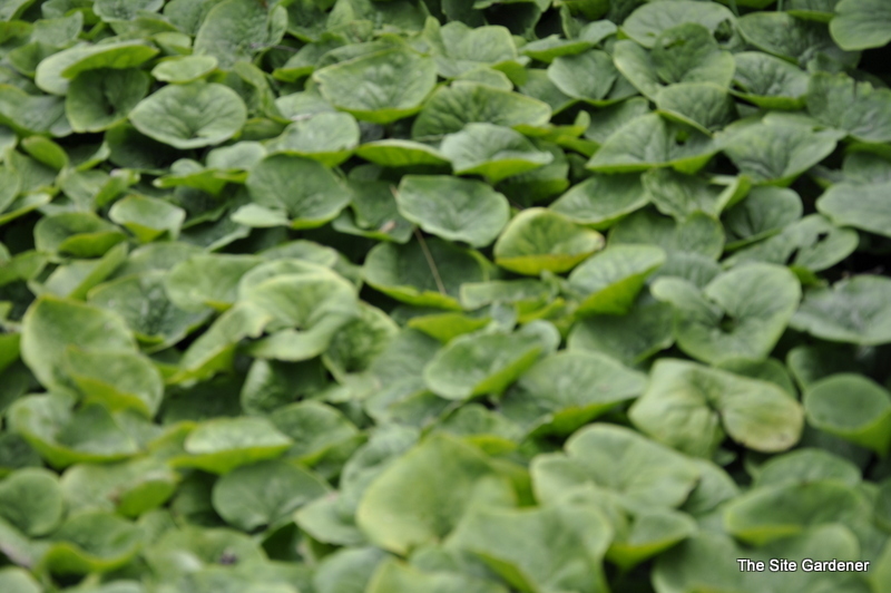 Asarum Canadense (Canadian Ginger) — photo 1